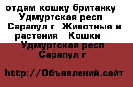 отдам кошку британку - Удмуртская респ., Сарапул г. Животные и растения » Кошки   . Удмуртская респ.,Сарапул г.